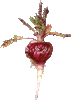 maca bio du p&eacute;rou