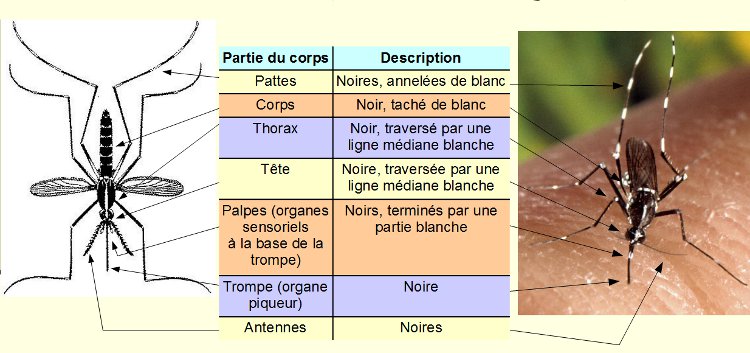 Moustique chikungunya