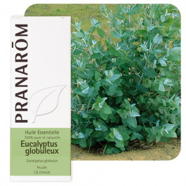 Huile essentielle eucalyptus globuleux