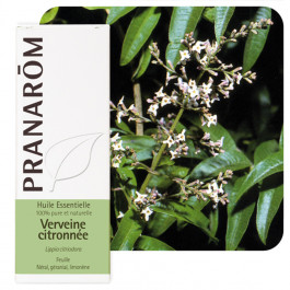 Verveine citronnée 