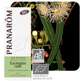 Huile essentielle eucalyptus radié bio