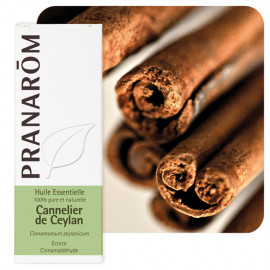 Cannelier de Ceylan - écorce