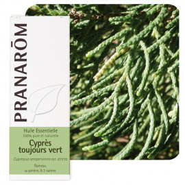 Cyprès toujours vert