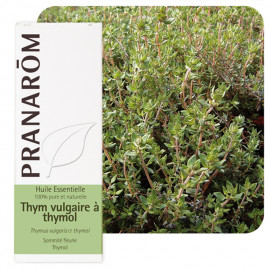 Thym vulgaire à thymol 10 ml