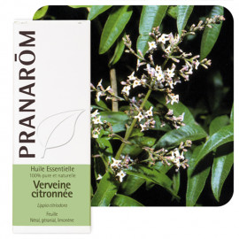 Verveine citronnée
