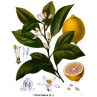 Huile essentielle Citronnier feuille Pranarom