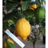 Huile essentielle citron zeste bio