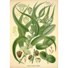 Huile essentielle eucalyptus globuleux bio