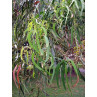Huile essentielle eucalyptus radié bio