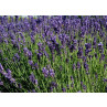 Huile essentielle lavande aspic bio