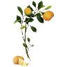 Huile essentielle petit grain mandarine
