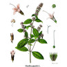 Menthe bergamote