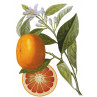 Huile essentielle orange douce bio