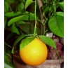 Huile essentielle orange douce