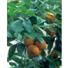 Huile essentielle oranger amer