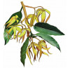 Huile essentielle ylang ylang totum bio