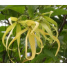 Huile essentielle ylang ylang totum bio