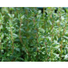 Huile essentielle thym vulgaire à thymol bio