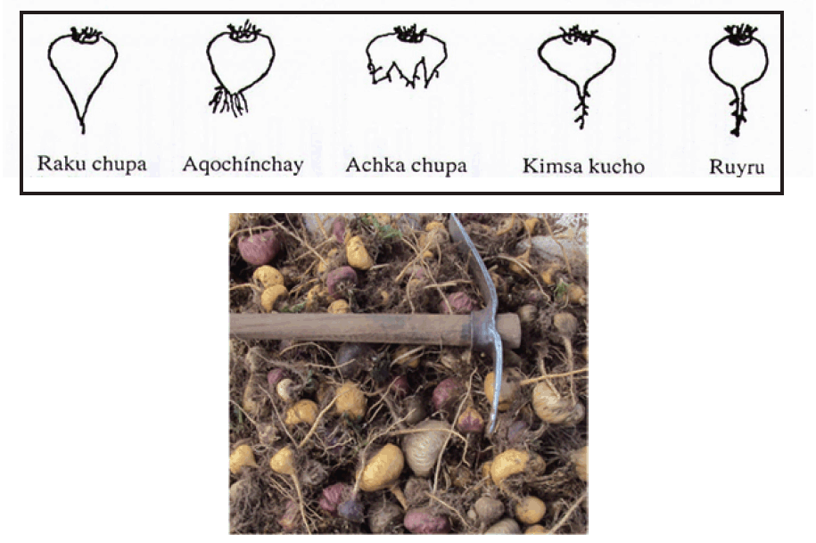 différentes sortes de maca