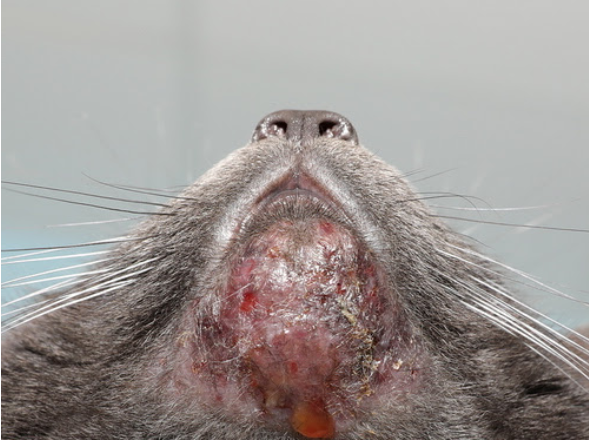 Acne Du Chat Definition