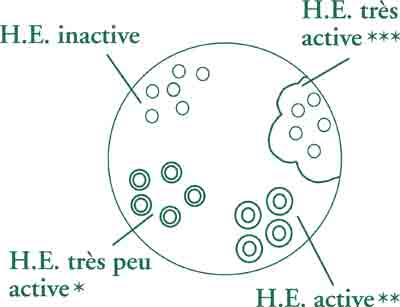 Aromatogramme