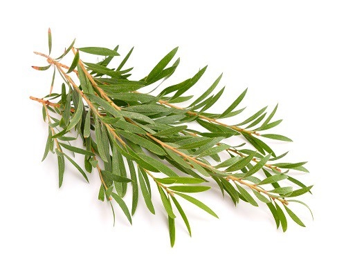 Aromabio - Eucalyptus